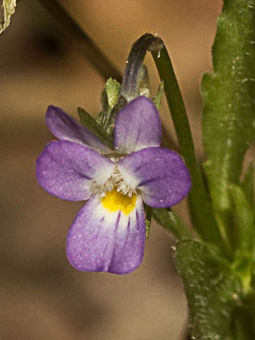 Viola de monte (Viola riviniana)