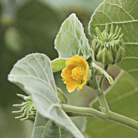 Flor del yute de China (Abutilon theophrasti)