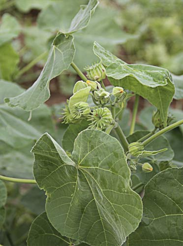 Fruto del abutilón