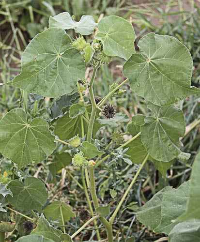 Mata de Yute de China (Abutilon theophrasti)