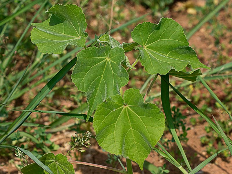 Mata de Yute de China (Abutilon theophrasti)
