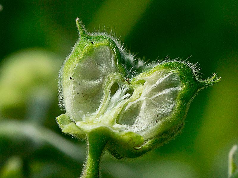 Sección del fruto inmaduro de Yute de China (Abutilon theophrasti)