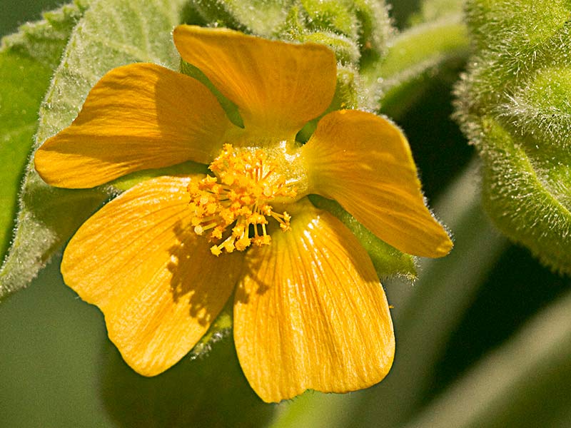 Flor pentagonal de Yute de China (Abutilon theophrasti)