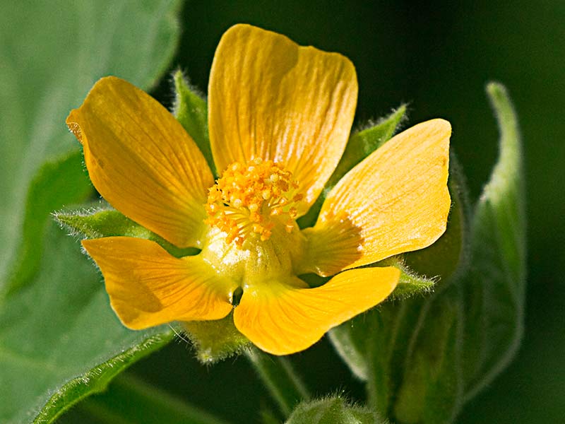 Flor de Yute de China (Abutilon theophrasti)