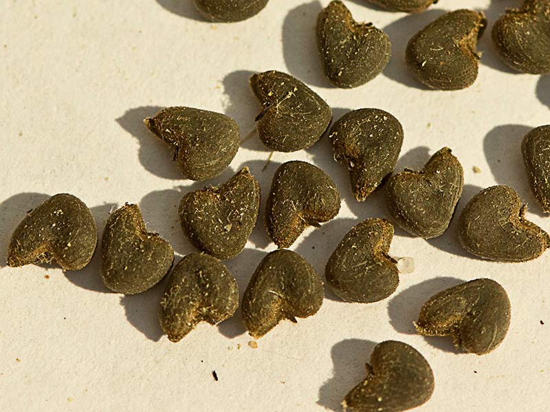 Semillas reniformes o acorazonadas del Yute de China (Abutilon theophrasti)