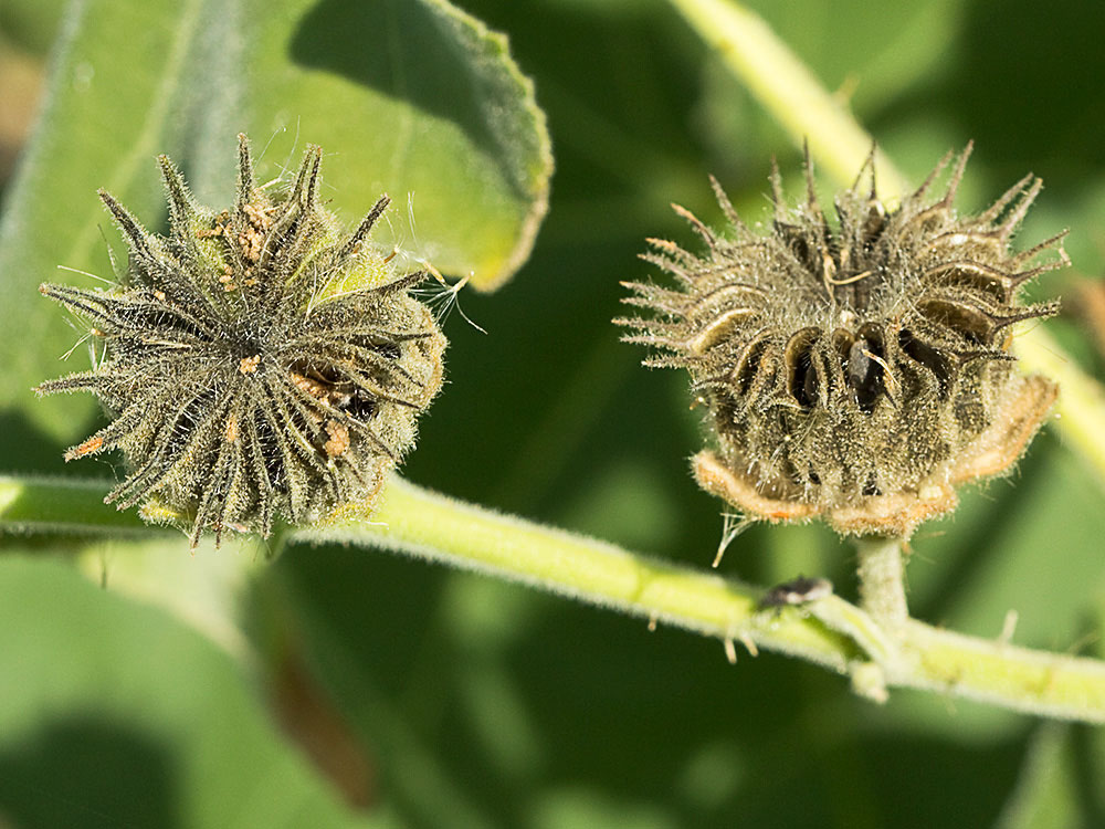 Frutos del Yute de China (Abutilon theophrasti)