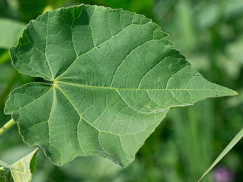 Hoja de Yute de China (Abutilon theophrasti)