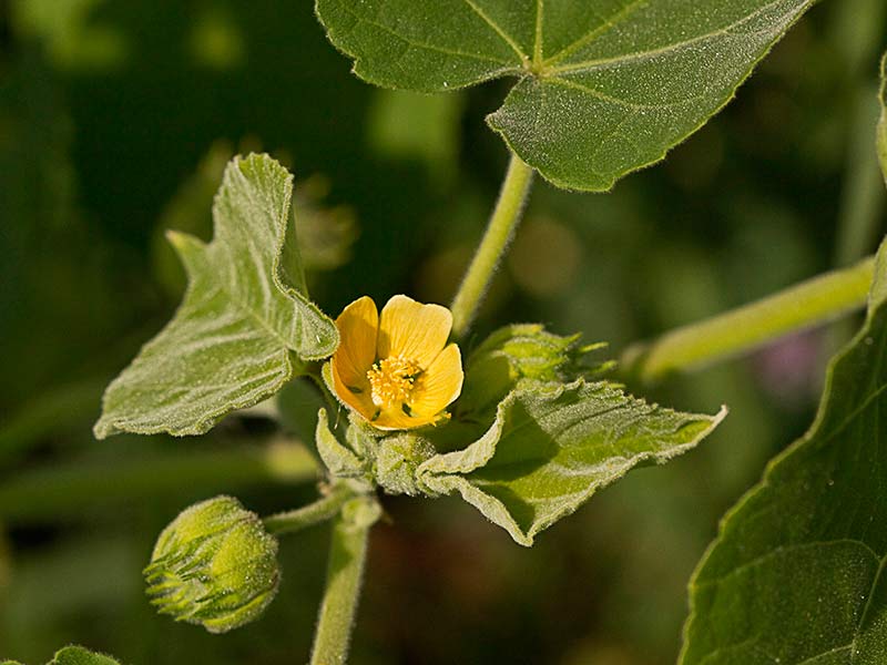 Flor de Yute de China (Abutilon theophrasti)