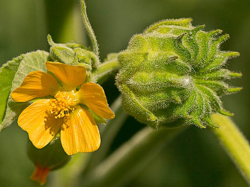Flor y fruto de Yute de China (Abutilon theophrasti)