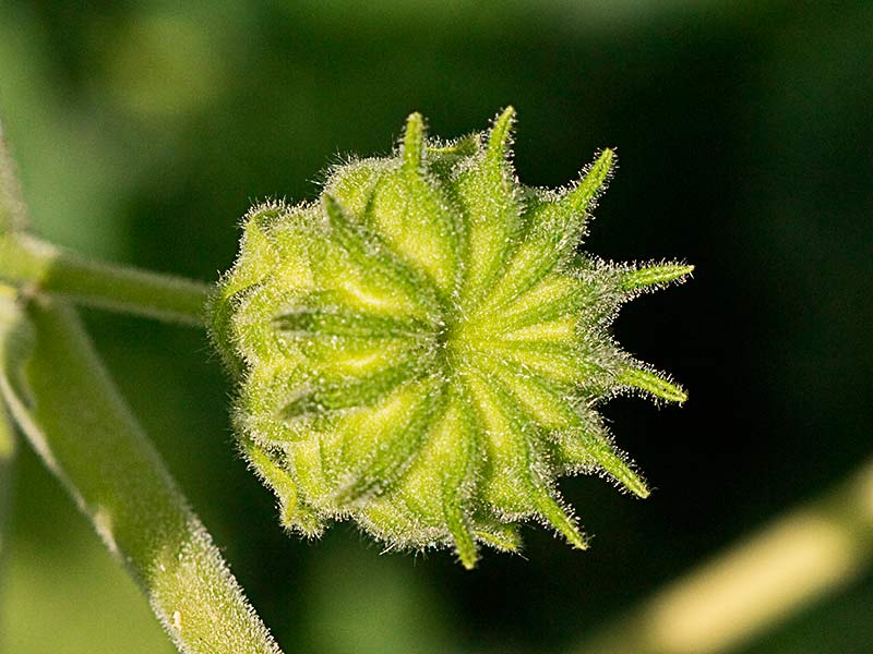 Fruto del Yute de China (Abutilon theophrasti)