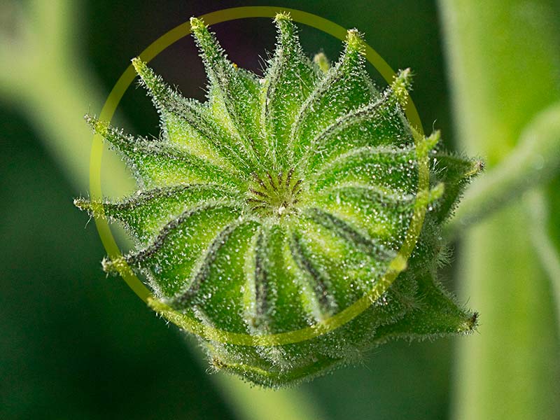 Fruto de Yute de China (Abutilon theophrasti)