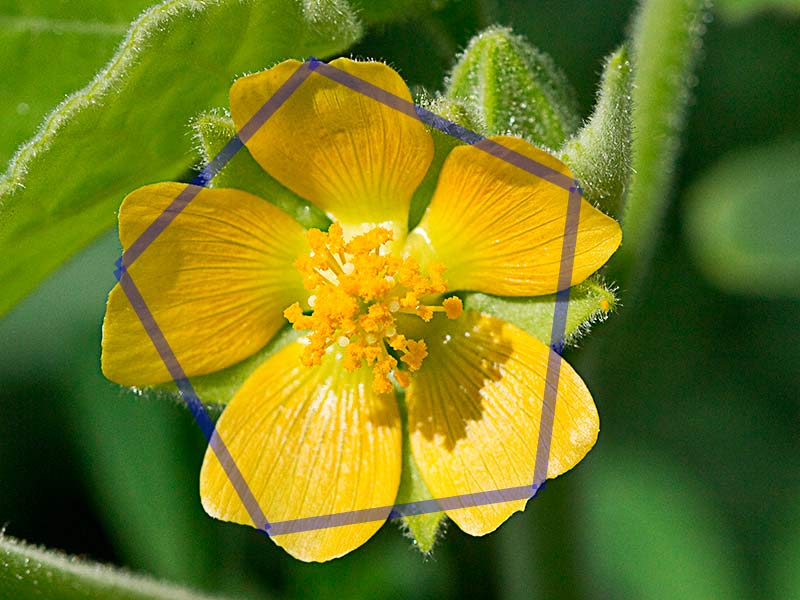 Flor de Yute de China (Abutilon theophrasti)