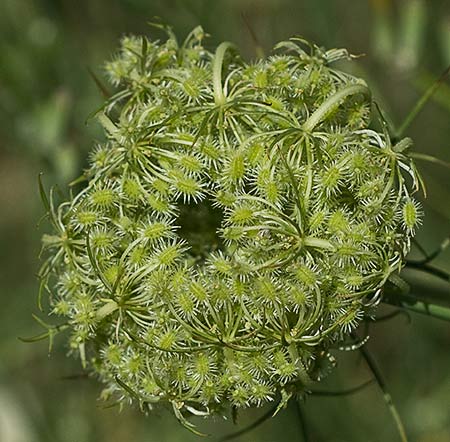 Umbela de la zanahoria silvestre (Daucus carota ssp. carota)