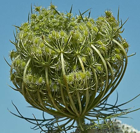 Umbela recogida de la Zanahoria silvestre (Daucus carota ssp. carota)