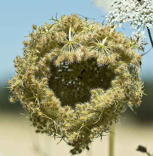 Umbela recogida de la Zanahoria silvestre (Daucus carota ssp. carota)