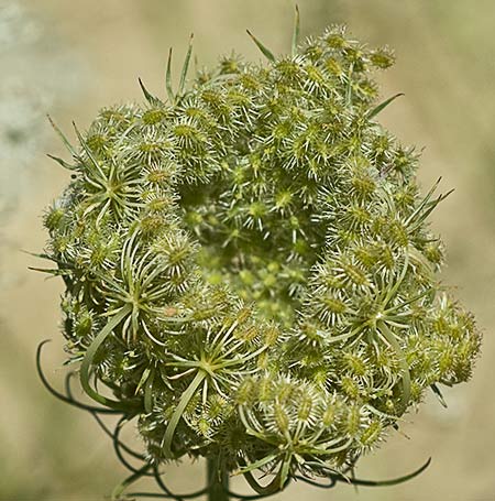 Umbrela con frutos de la zanahoria silvestre (Daucus carota ssp. carota) 