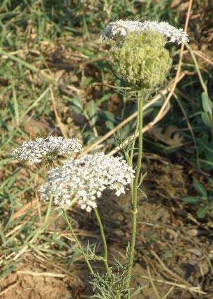 Zanahoria silvestre (Daucus carota ssp. carota)