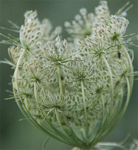 Zanahoria silvestre (Daucus carota ssp. carota) 