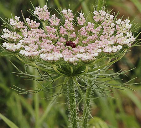 Zanahoria silvestre inflorescencia (Daucus carota ssp. carota)