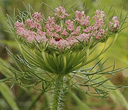 Zanahoria silvestre flores (Daucus carota ssp. carota)
