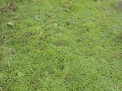 Lamium amplexicaule, conejitos