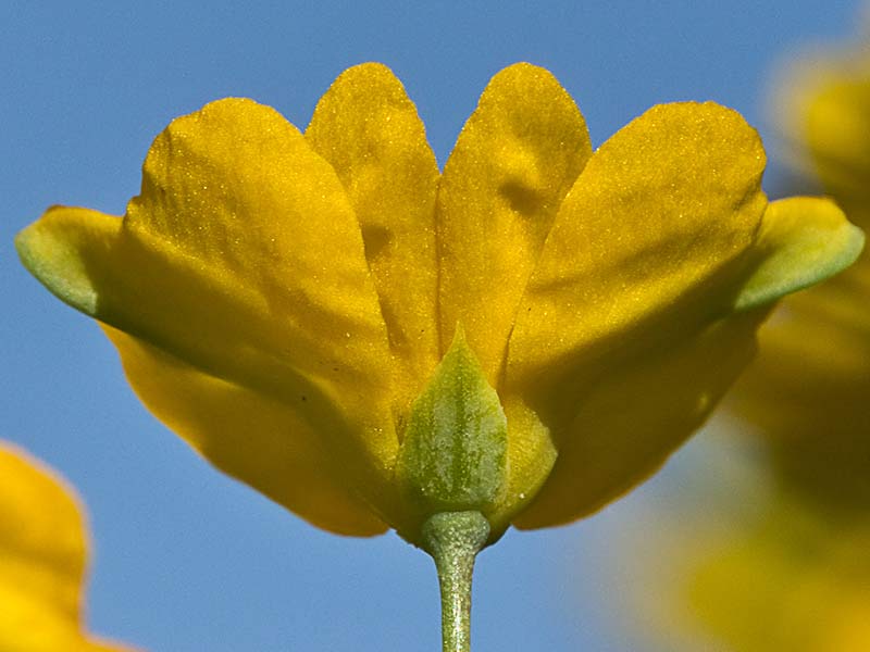 Flor de la zapatilla (Hypecoum pendulum)