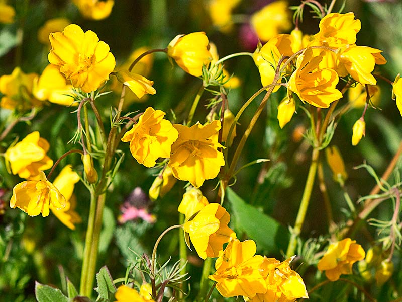 Flores de la zapatilla (Hypecoum pendulum)