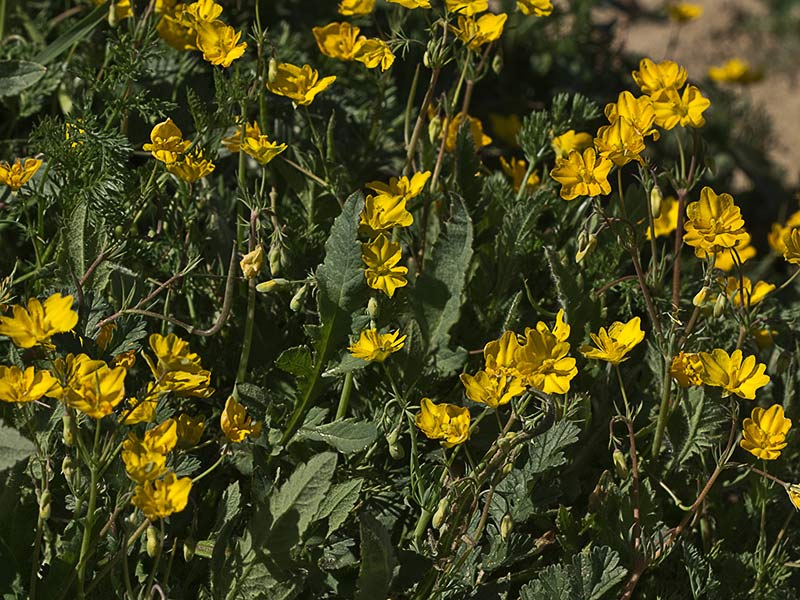 Flores de la zapatilla (Hypecoum pendulum)
