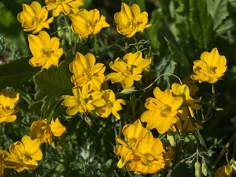 Flores de la zapatilla (Hypecoum pendulum)