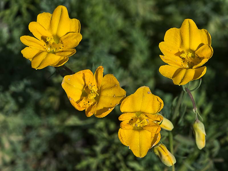 Flores de la zapatilla (Hypecoum pendulum)