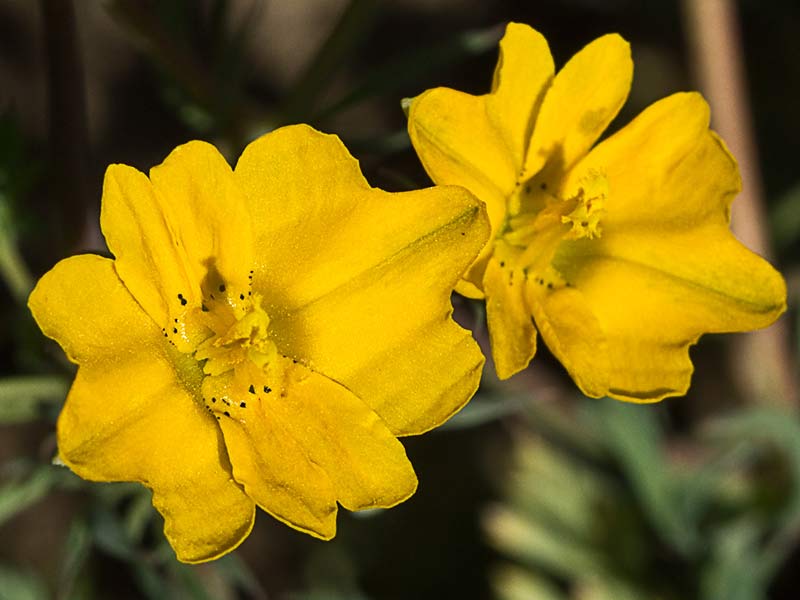 Flor de la zapatilla (Hypecoum pendulum)