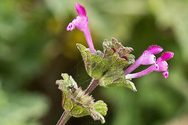 Zapatitos, conejitos, ortiga muerta (Lamium amplexicaule)