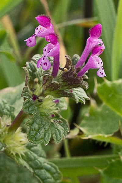 Zapatitos, conejitos, ortiga muerta (Lamium amplexicaule)