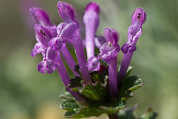 Lamiun Amplexicaule