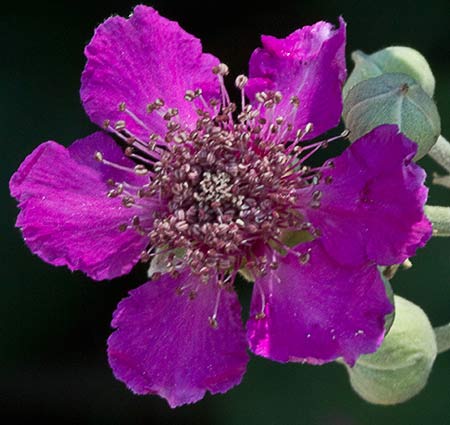 Tallo de zarzamora (Rubus ulmifolius)