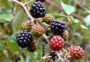 Moras de zarza, Rubus ulmifolius