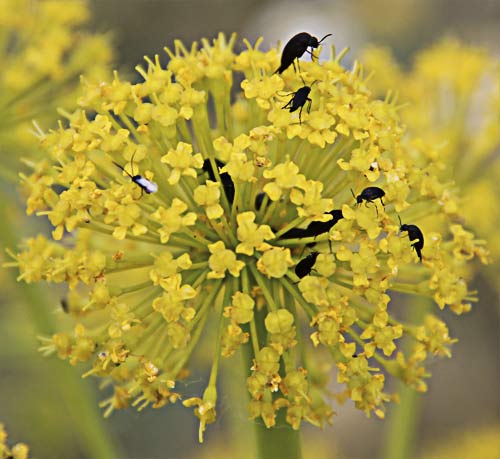 Umbrella de Zumillo en flor(Thapsia villosa)