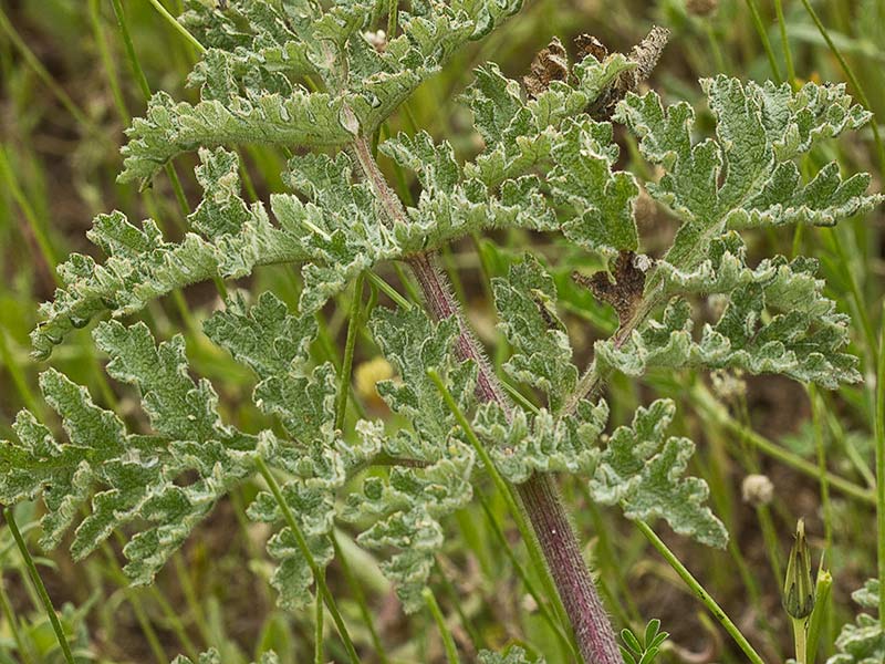 Rama y hojas del Zumillo (Thapsia villosa)