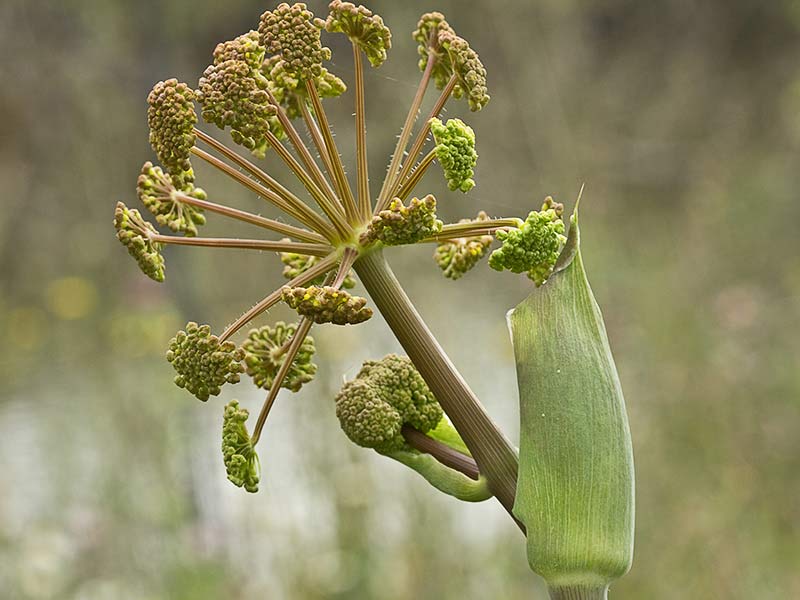 Umbrellas de Zumillo (Thapsia villosa)