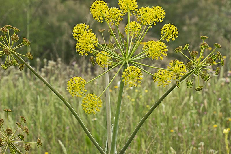 Umbrellas de Zumillo en flor(Thapsia villosa)