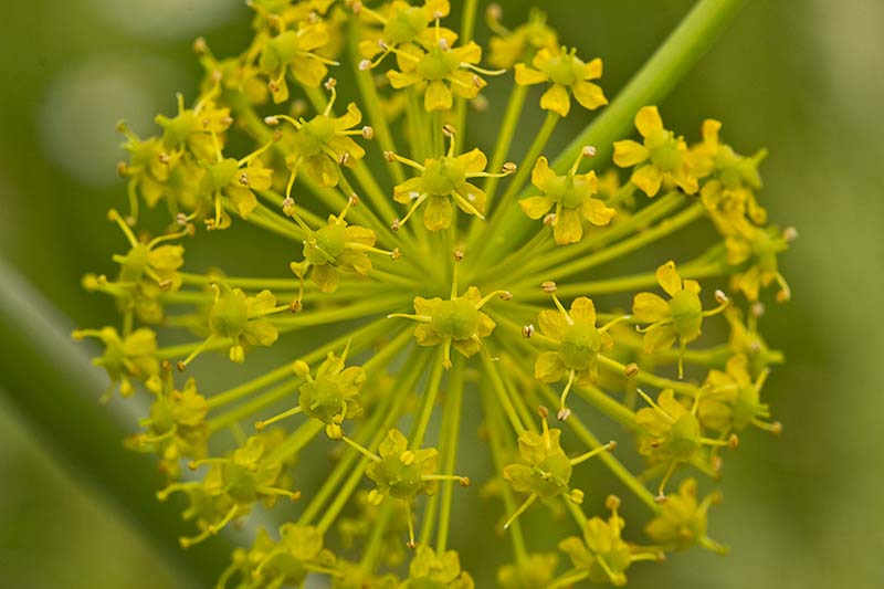 Umbrella de Zumillo en flor(Thapsia villosa)