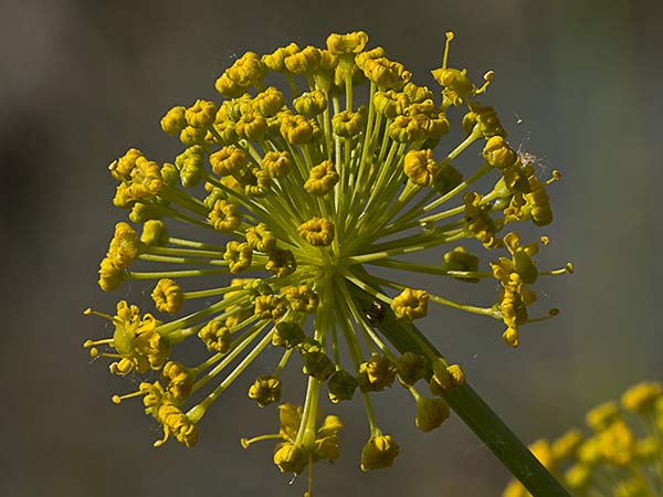 Umbrella de Zumillo en flor(Thapsia villosa)