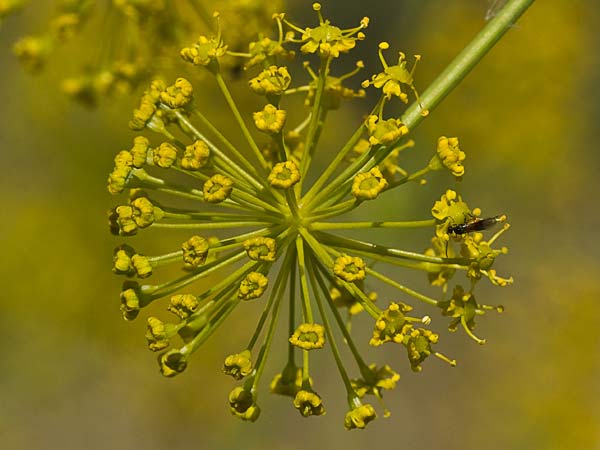 Umbrella de Zumillo en flor(Thapsia villosa)