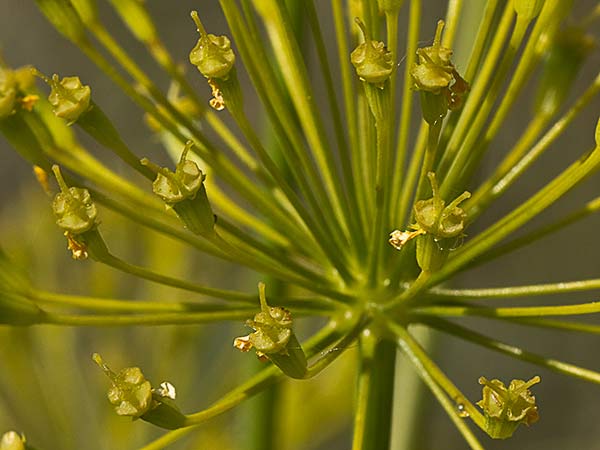 Umbrella de Zumillo en flor(Thapsia villosa)