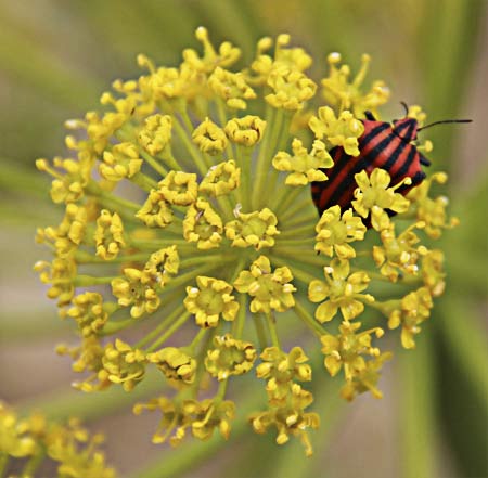 Umbrella de Zumillo (Thapsia villosa)