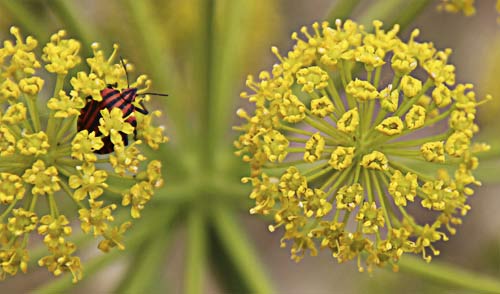 Dos umbrellas de Zumillo en flor(Thapsia villosa)