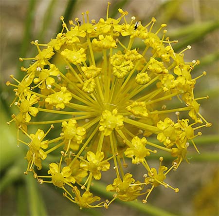 Umbela con simetría esférica de la Cañaheja (Thapsia villosa)