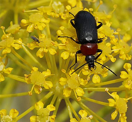 Cañaheja, muy visitada por los insectos (Thapsia villosa)