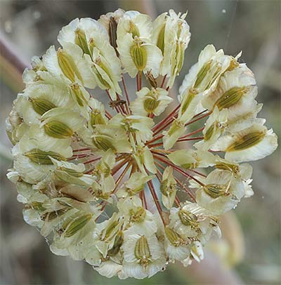 Frutos de la cañaheja (Thapsia villosa)