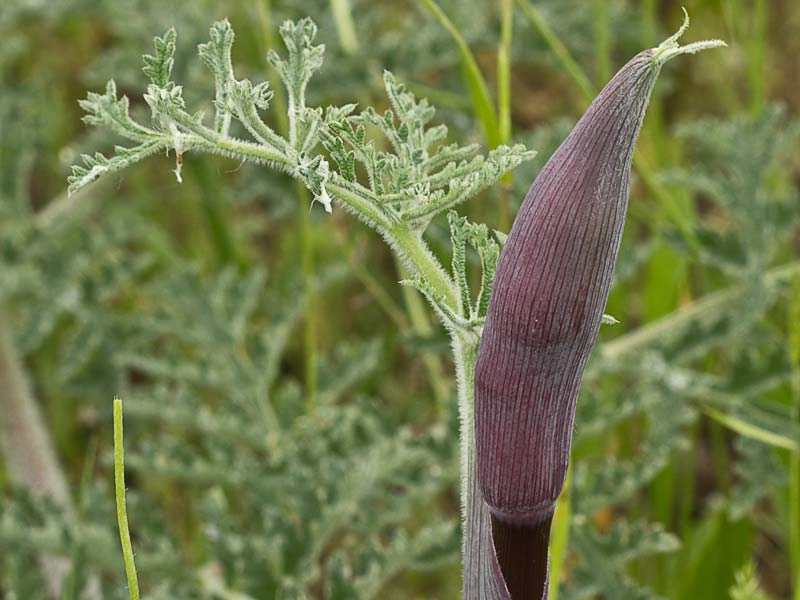 Tallo y hojas del Zumillo (Thapsia villosa)